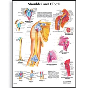 Plakat anatomisk "Skulder og albue" 50x67cm