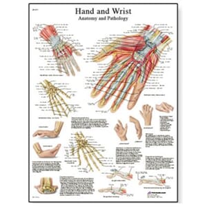 Plakat anatomisk "Hand and Wrist" 50x67cm