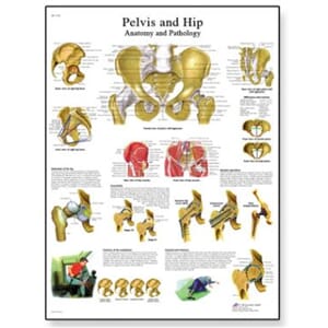 Plakat anatomisk "Pelvis and Hip" 50x67cm