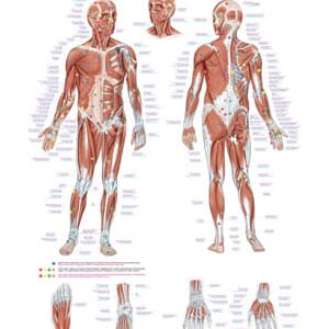 Plakat anatomisk "Trigger points" 70x100cm
