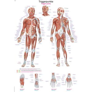 Plakat anatomisk "Trigger points" 70x100cm