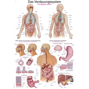 Plakat anatomisk "The digistive system" 70x100cm