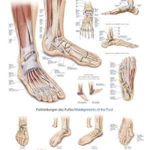 Plakat anatomisk "Fot og ankel" 70x100cm utsalg
