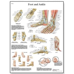 Plakat anatomisk "Foot and Joints of Foot" 50x67cm
