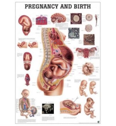 Plakat Pregnancy and Birth fødsel gravid - AS