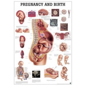 Plakat anatomisk "Pregnancy and Birth" 70x100cm