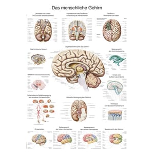 Plakat anatomisk "The human brain" 70x100cm