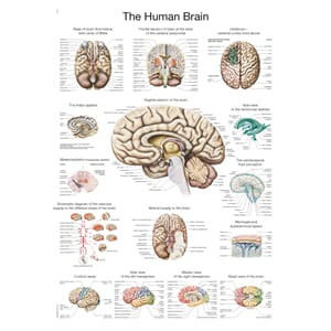 Plakat anatomisk "The human brain" 50x70cm
