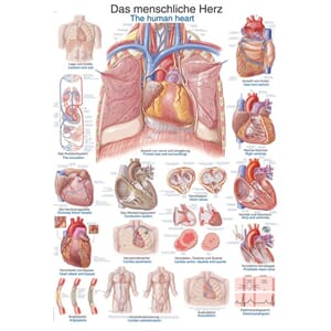 Plakat anatomisk "Hjerte" 70x100cm