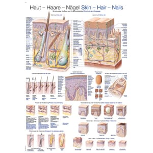 Plakat anatomisk "Skin-Hair-Nails" 70x100cm