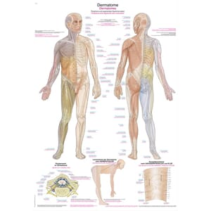 Plakat anatomisk "Dermatomes" 70x100cm