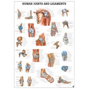 Plakat anatomisk "Joints and Ligaments" 70x100cm