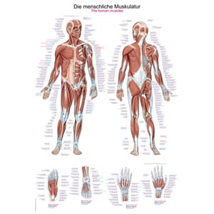 Plakat anatomisk "The human musculature" 70x100cm