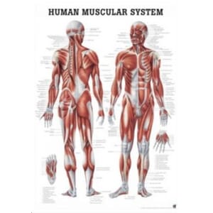 Plakat anatomisk "Human Muscular System" 70x100cm