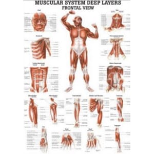 Plakat anatomisk "Deeper Muscles, Front" 70x100cm