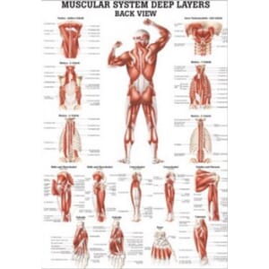 Plakat anatomisk "Deeper Muscles, Back" 70x100cm