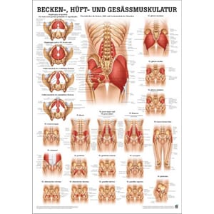 Plakat anatomisk "Bekken, hofte og rumpemuskler" 50x70cm