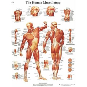 Plakat anatomisk "The human musculature" 50x67cm