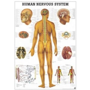 Plakat anatomisk "Human Nervous System" 70x100cm