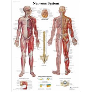 Plakat anatomisk "Nervous System" 50x67cm
