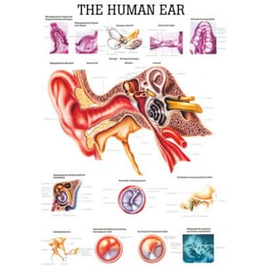 Plakat anatomisk "The Human Ear" 70x100cm