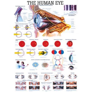 Plakat anatomisk "The Human Eye" 70x100cm