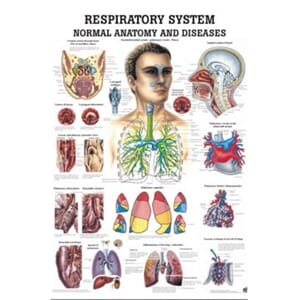 Plakat anatomisk "Respirasjonssystemet" 70x100cm