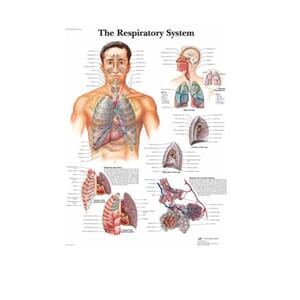 Plakat anatomisk "The Respiratory System" 50x67cm