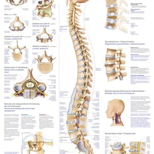 Plakat anatomisk "The human spine" 70x100cm