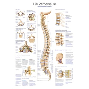 Plakat anatomisk "The human spine" 70x100cm