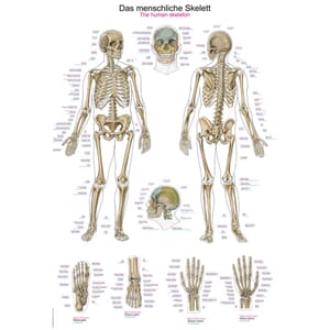 Plakat anatomisk "The human skeleton" 70x100cm