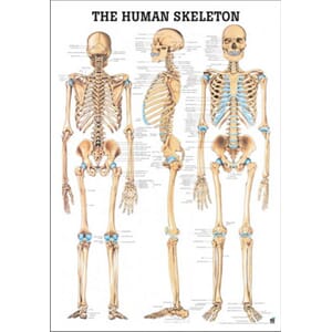 Plakat anatomisk "The Human Skeleton" 70x100cm
