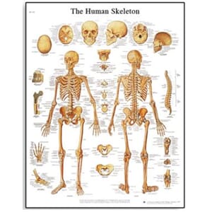 Plakat anatomisk "The human skeleton" 50x67cm