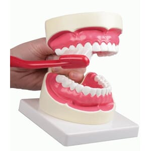 Dental oral hygiene modell 1,5 ganger normal størrelse D217