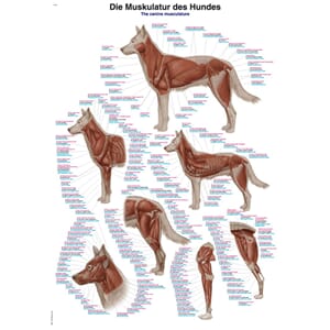 Plakat anatomisk "The Canine Musculature" 70x100 cm